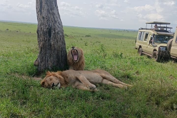 3Days Maasai Mara Group Safari in Landcruiser