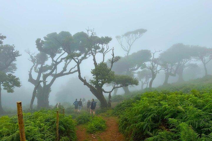 Paseo guiado por la naturaleza de Madeira