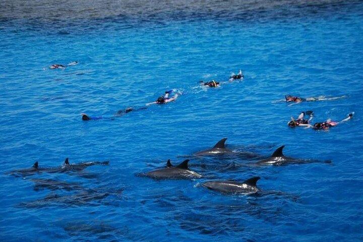 Dolphin House Adventure: Snorkeling com almoço _ Hurghada