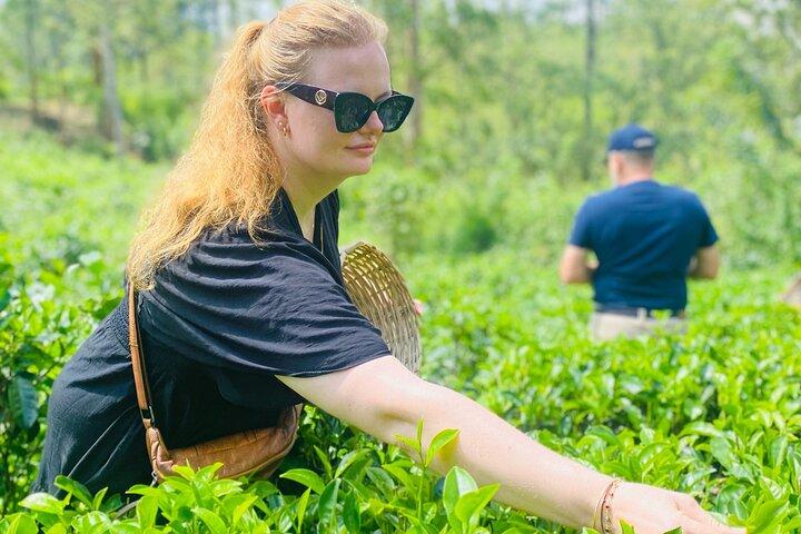 Ella Tea Making Experience Tour With Tasting & Snacks