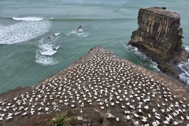 Muriwai GANNET Colony & Wine Tasting - Excursão de meio dia em Auckland