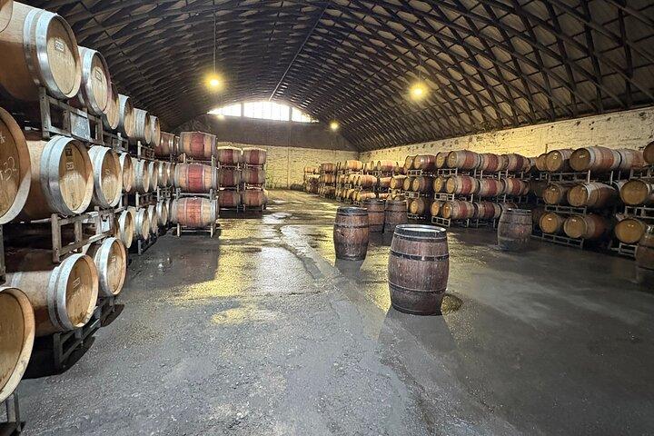 Maipo Valley Wine Tour Cile a TerraMater o Santa Ema con pranzo