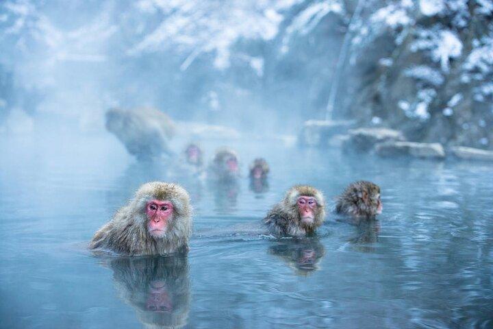 Luxo Private Snow Monkey e Excursão Cultural de Nagano