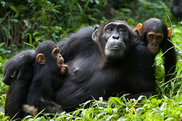 1 dag Chimpanze Trekking Safari til Kibale National Park