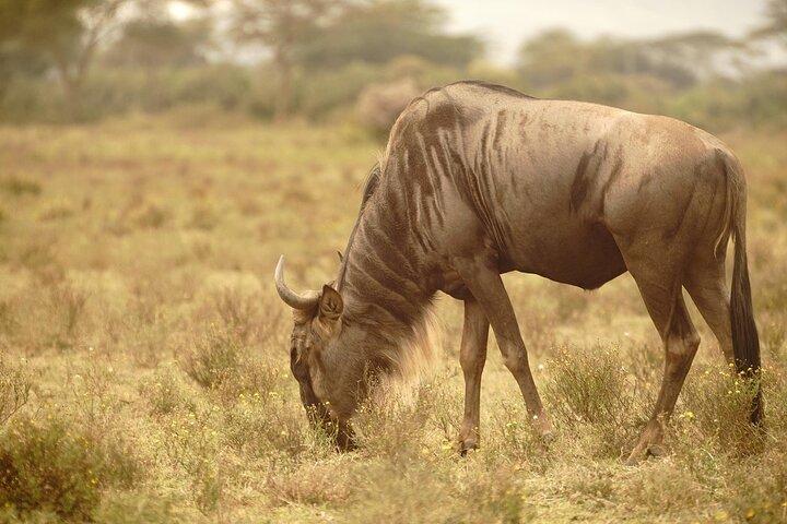 Dagsafari van Hell’s Gate, Naivasha & Crescent Island