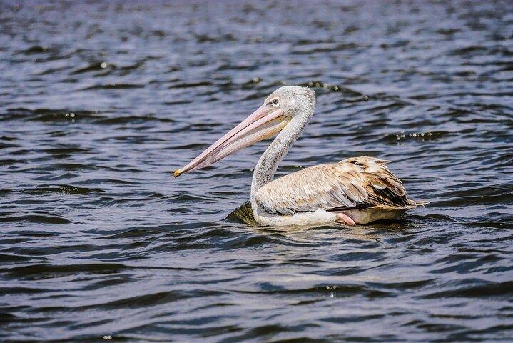 Dagsafari van Hell’s Gate, Naivasha & Crescent Island