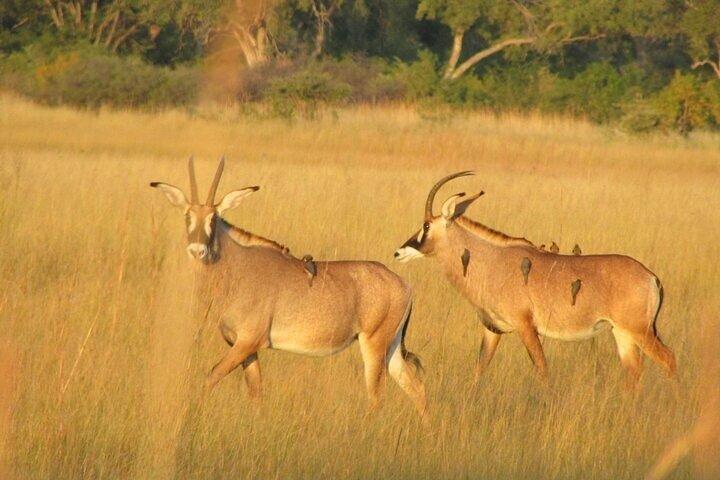 Mokoro Heldagstur i Okavango Delta
