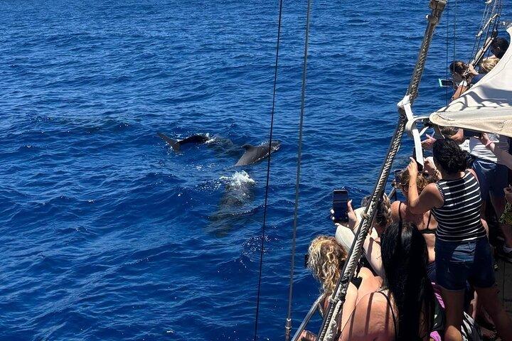 Teneriffa: Val- och delfinskådning med simtur