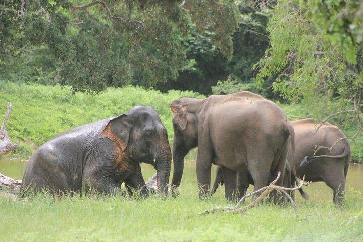 Hotell nära Yala National Park