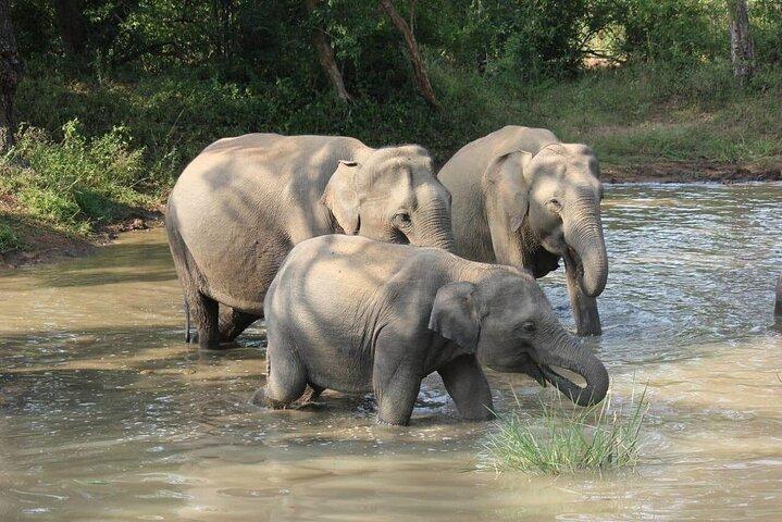 Hotell nära Yala National Park
