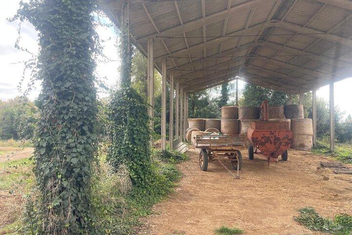 Rome naar Bracciano Castle & authentieke Italiaanse brunch