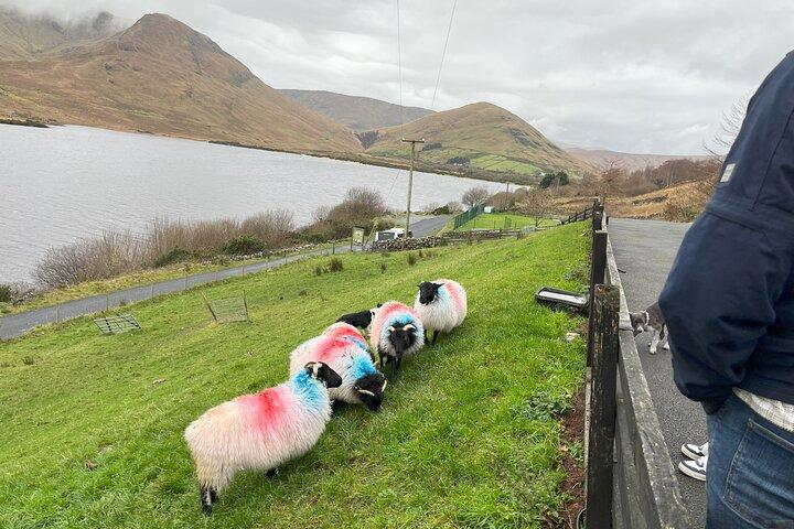 Connemara, Kylemore Abbey& Sheepdog herding demo from Galway City(ゴールウェイ・シティ)