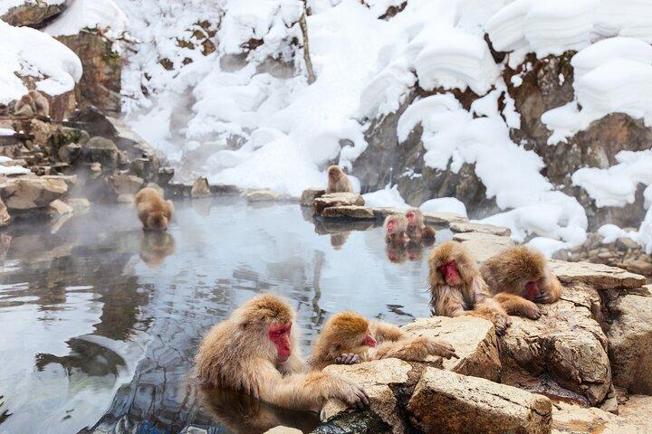 長野日帰り戸隠神社と地獄谷モンキーパーク
