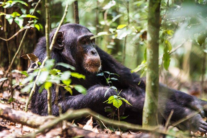 3 Dage Queen Elizabeth nationalpark med chimp trekking