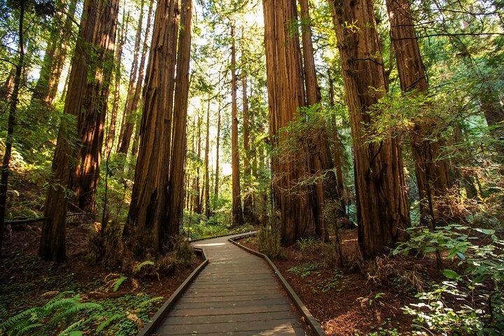 Excursion d'une journée à Muir Woods et Sausalito à San Francisco