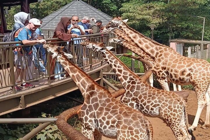 Nairobi City Drive Tour, GiraffeCentre & Souvenir Shopping Tour