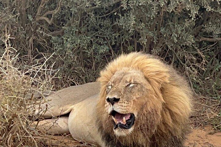 Big Five Safari alla riserva privata Schotia di Port Elizabeth