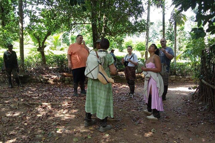 Tea Plantation Tour Village Experience & Cooking Class e pranzo
