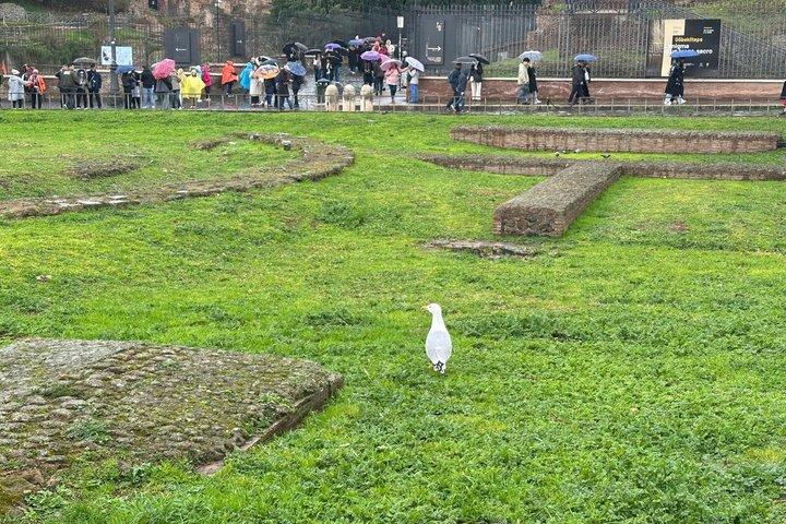 Rondleiding Colosseum, Forum, Palatijn en Mamertijnse Gevangenis