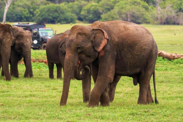 Minneriya premium Olifanten Safari met Expert Gids
