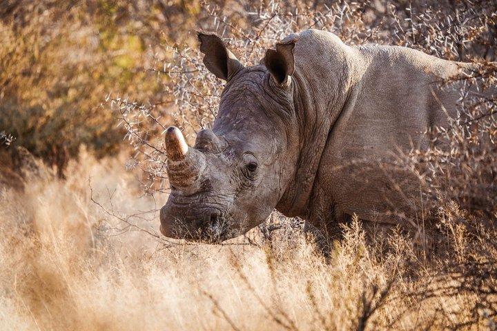 4 días Tanzania Big Five Budget Group Safari Experience
