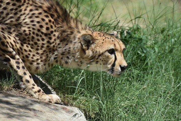 5 dage Mid-range Tanzania Safari