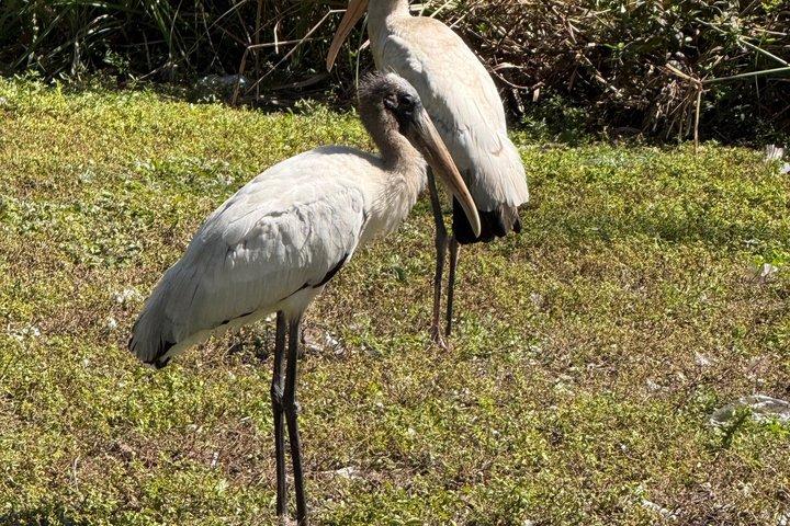 Tour VIP delle Everglades con 1 ora di Airboat privato Tour totale di 4 ore