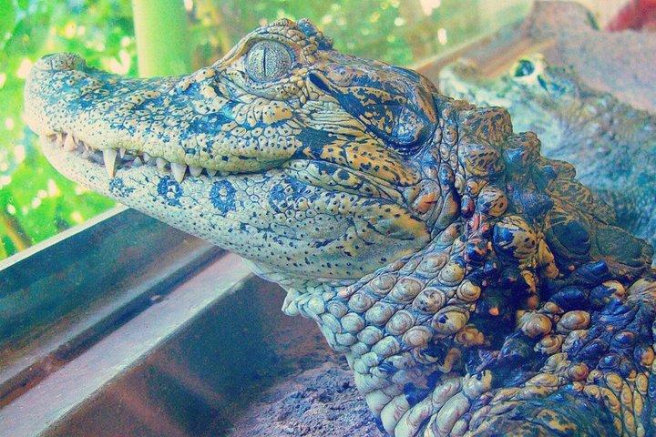 Iguazu Falls (Argentinië & Brazilië) + Biocentrum met transfers