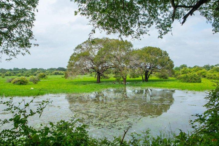 Yala National Park Private Jeep Safari com entrada