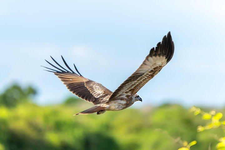 Yala National Park Private Jeep Safari com entrada