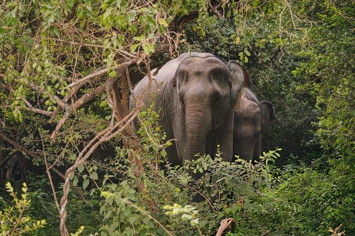 Yala National Park Private Jeep Safari com entrada