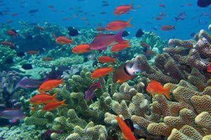 Festa in catamarano a Sosúa: snorkeling, barbecue e open bar.
