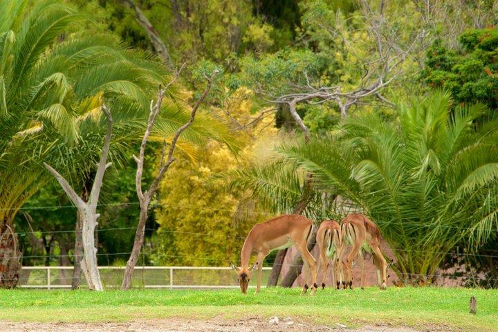 Africam Safari privévoertuig