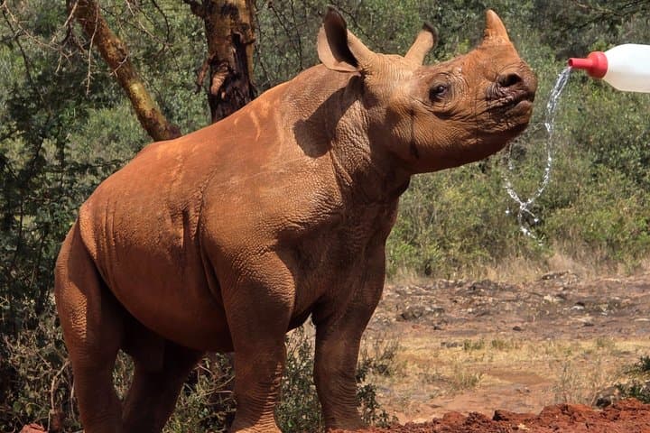 Elephant Orphanage, Giraffe Centre& optional Nairobi NationalPark