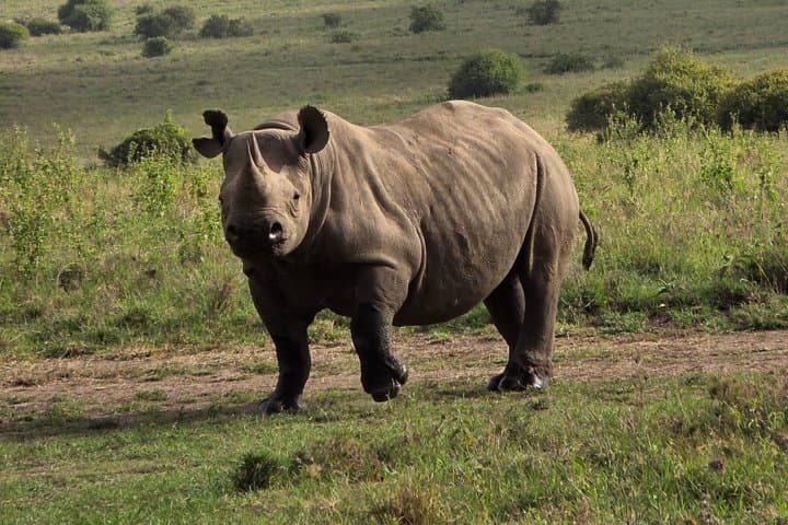Elephant Orphanage, Giraffe Centre& optional Nairobi NationalPark