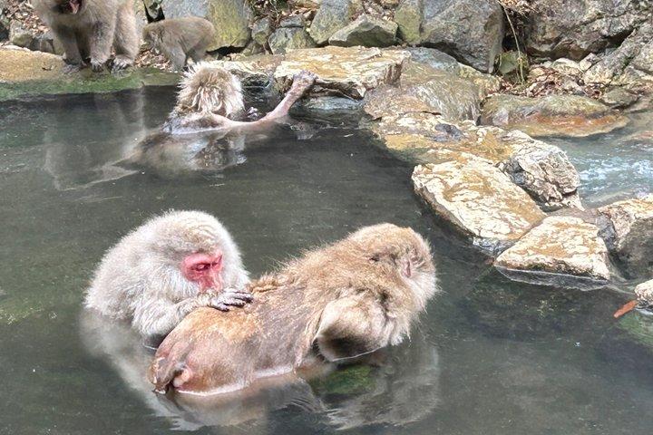 Excursion d'une journée complète dans le parc Snow Monkey
