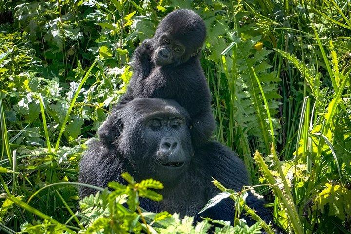 2 dages Gorilla Trekking Safari ved Bwindi Impenetrable Forest