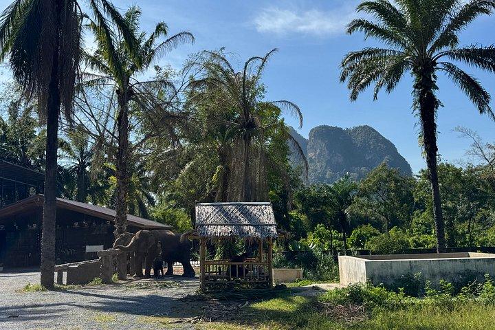 Krabi Elephant Roaming Odyssey and Art Workshop