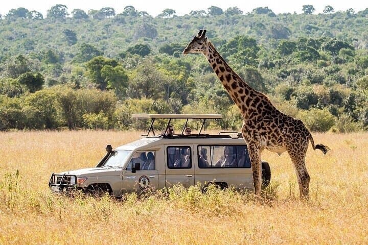 Private Full Day Safari Experience in Cape Town