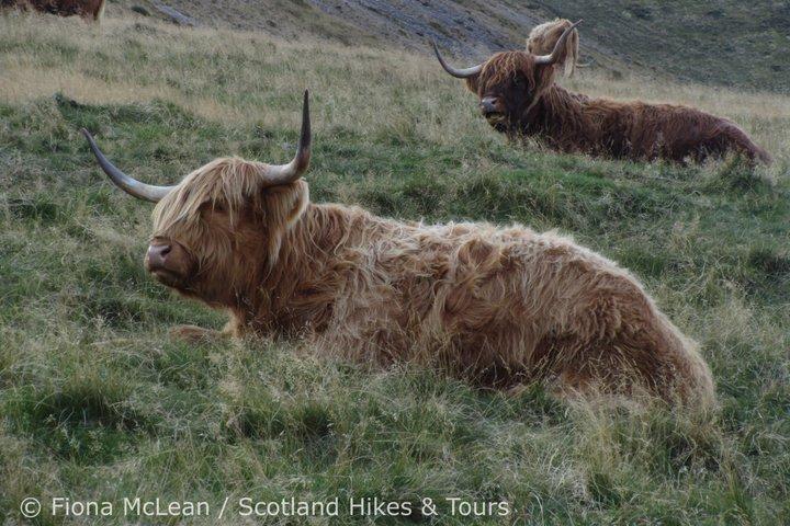 Hills, Heather & Highland Cows - Caminhada nas Pentlands