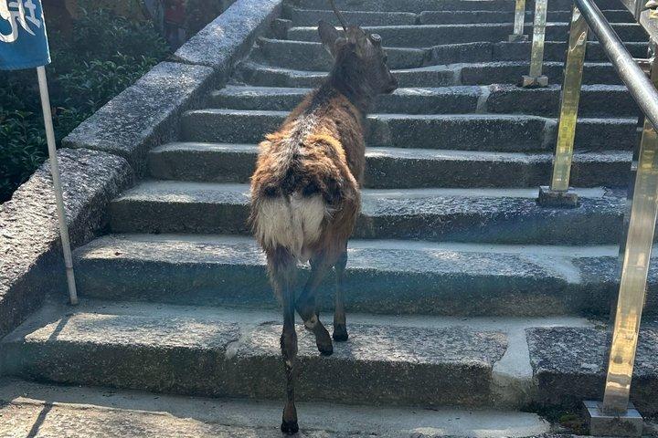 Hiroshima och Miyajima privat Spanska tur