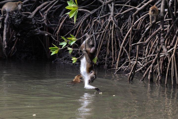 Langkawi: Kilim Mangrove Boat Tour 3H Shared