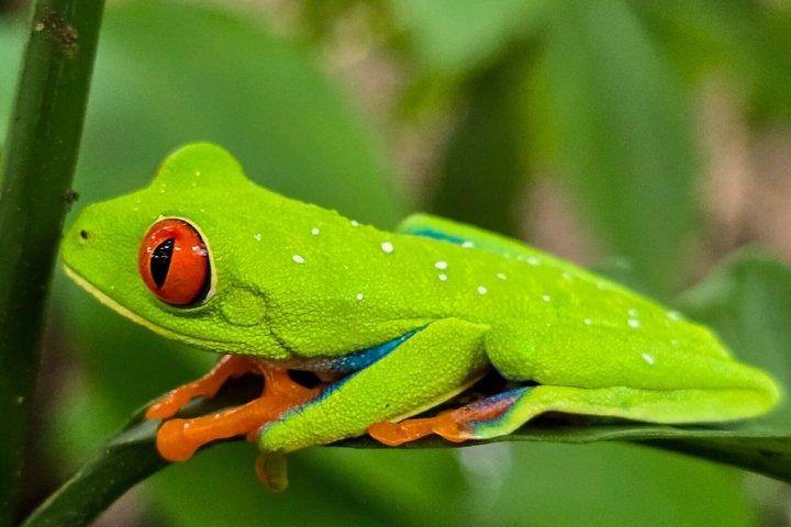 Private Wildlife Walk, Coffee Experience and Traditional Lunch