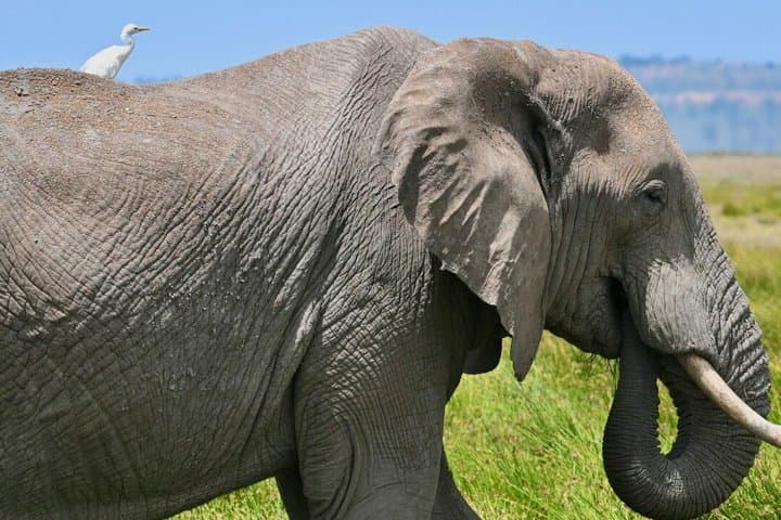 3 Days 2 Nights Maasai Mara Group Joining Mid-Range Safari