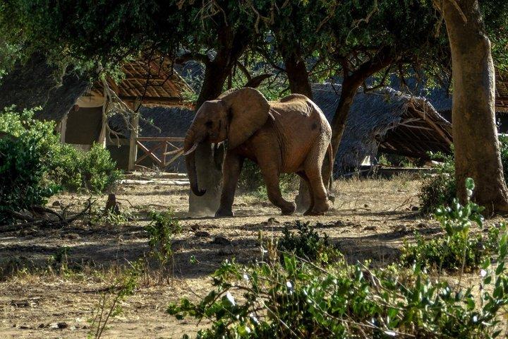3 jours Big Five Safari Tsavo & Amboseli avec vue sur le Kilimandjaro