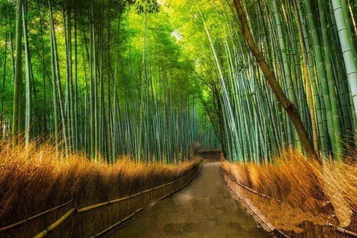 Excursion d'une journée à Arashiyama SanzenIn et Bamboo Forest