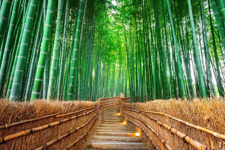 Best of Kyoto and Nara Highlights Day Tour from Osaka (7~9 spots)