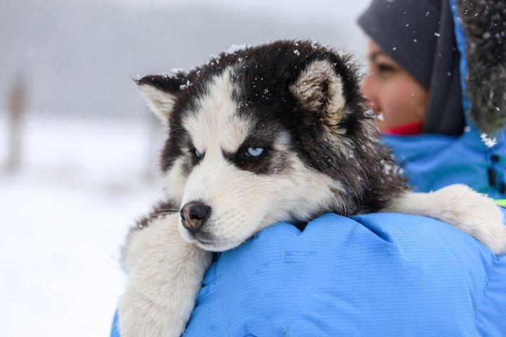 Rovaniemi : Husky- & Rentierfahrt mit Transfers