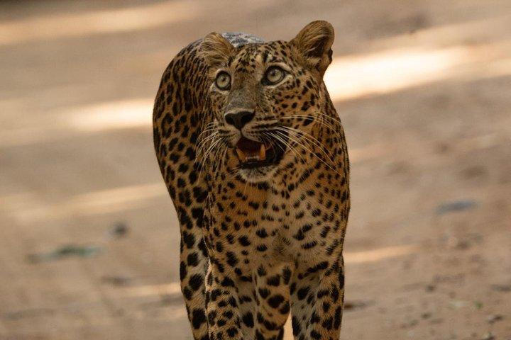 Wilpattu National Park Safari Tour