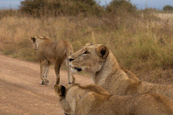 Safari notturno di Game Drive al Parco Nazionale di Nairobi